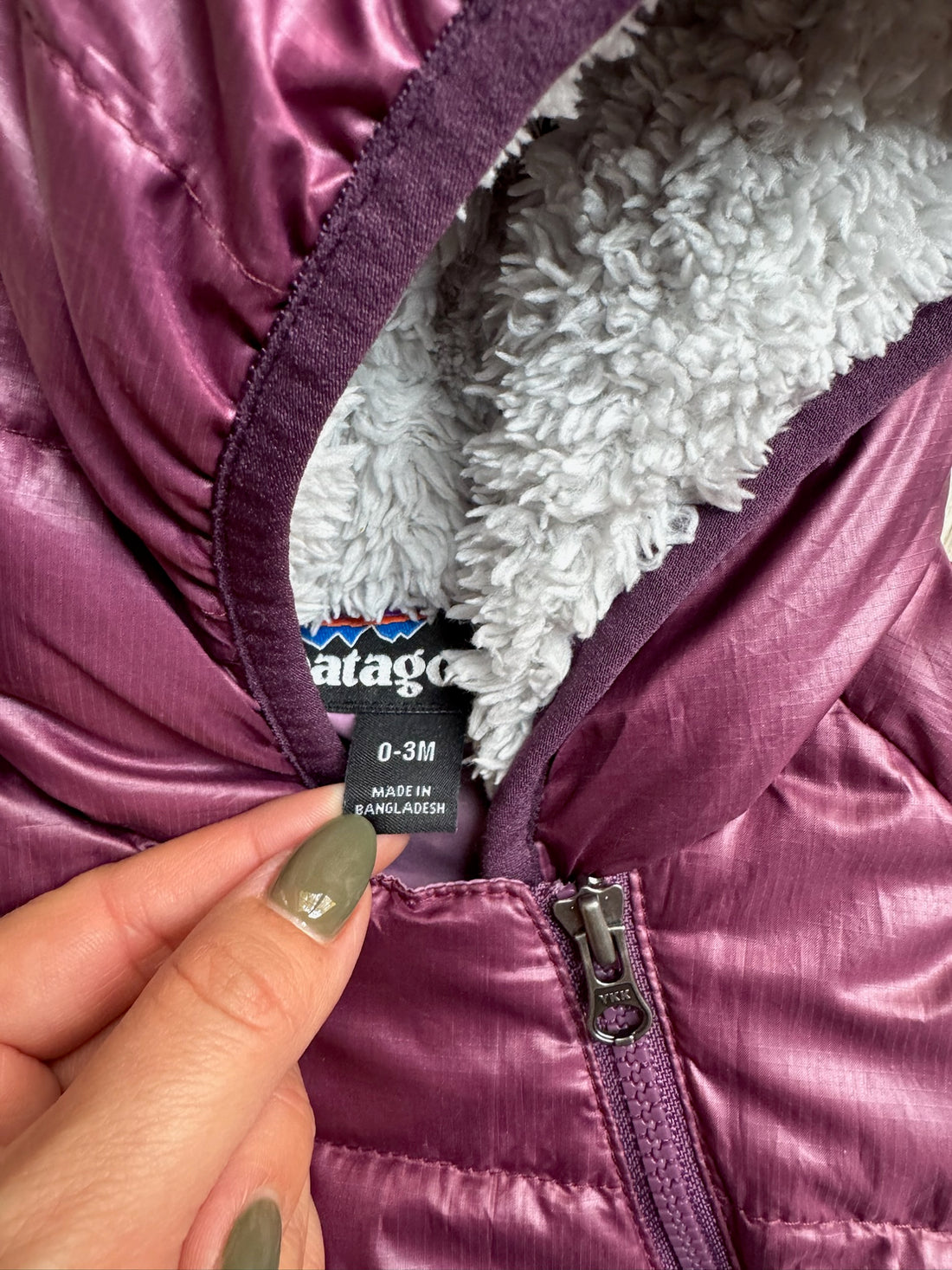 Patagonia Purple Bunting